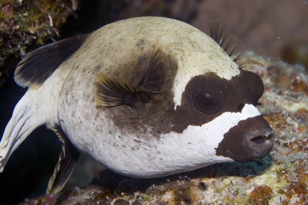 Fisch Mövenpick Resort El Quseir
