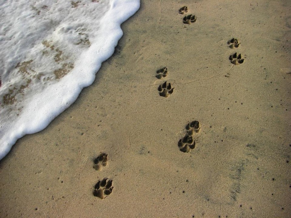 Spuren im Sand Hotel Riu Karamboa