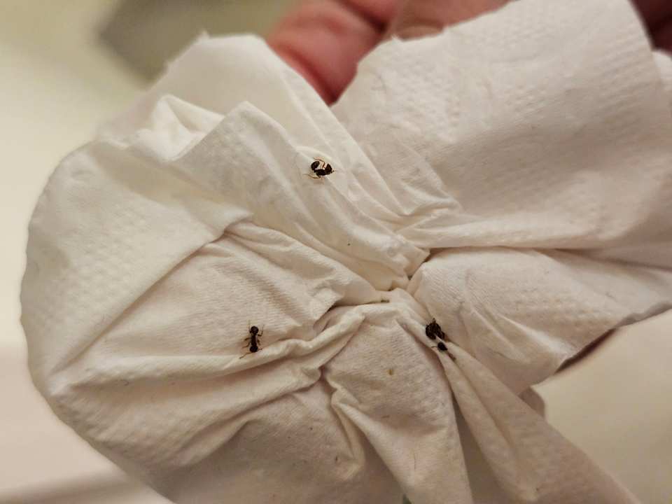 Zimmer Hotel Borjana