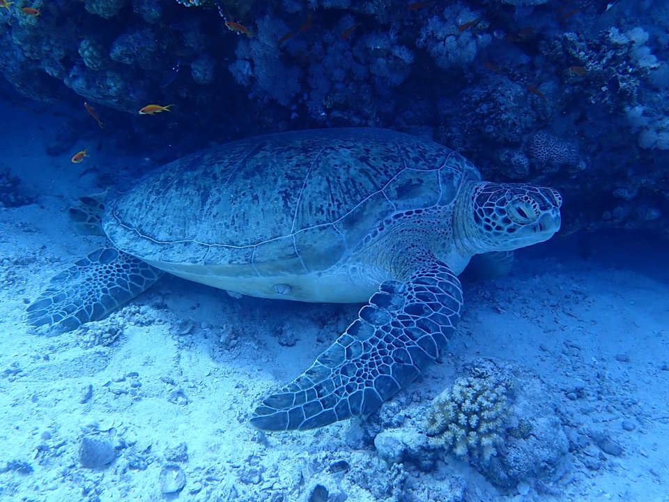 Strand The Breakers Diving & Surfing Lodge