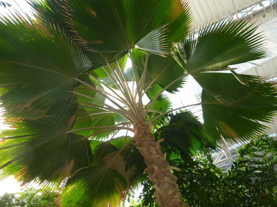 Palme im Regenwald Tropical Islands Resort