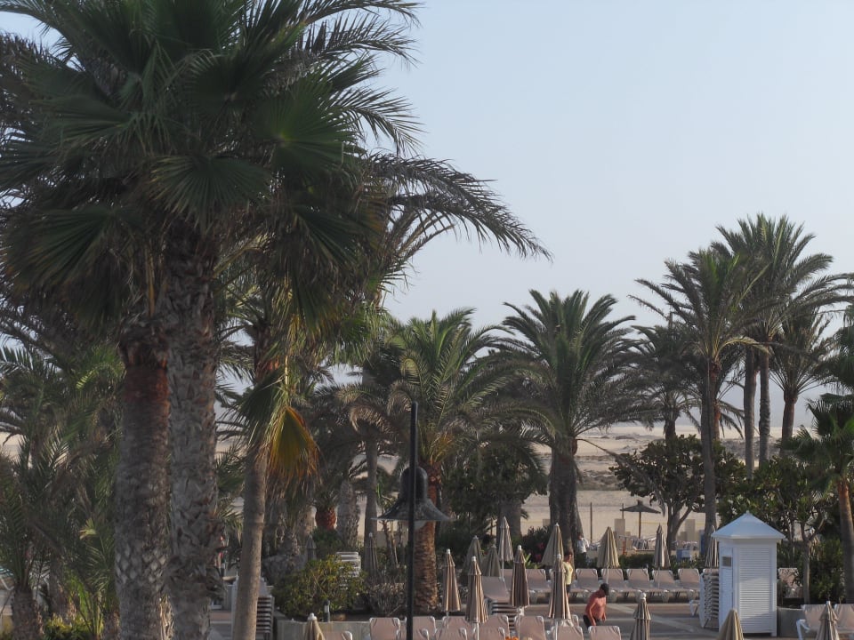 Aussicht am Pool Hotel Riu Oliva Beach Resort