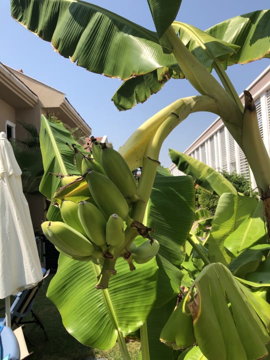 Garten Club Hotel Turan Prince World Select Villa