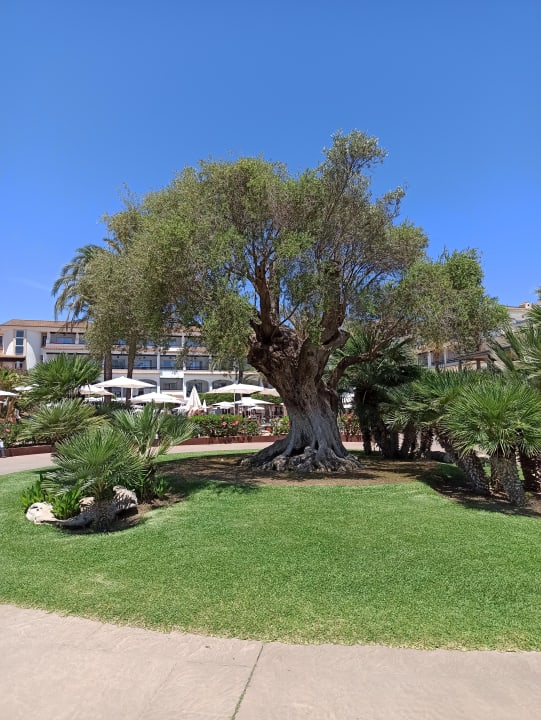 Gartenanlage Hotel Beach Club Font de Sa Cala