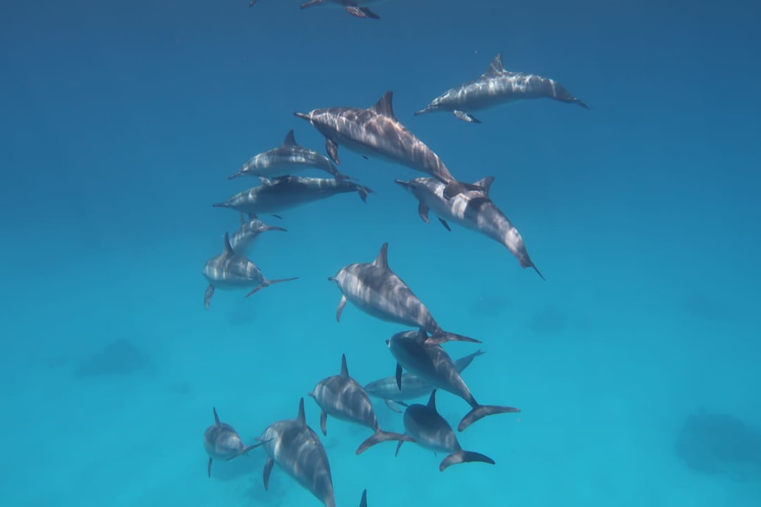 Sonstiges Jaz Solaya