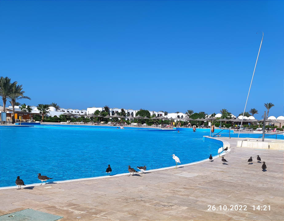 Pool Hotel Gorgonia Beach Resort