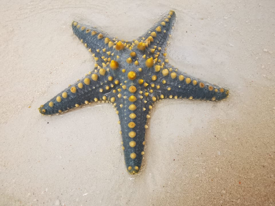 Strand Hotel Riu Jambo