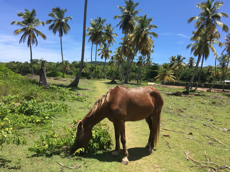 Außenansicht Wyndham Alltra Samana