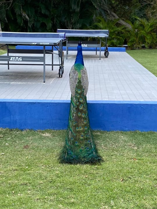 Gartenanlage Caribe Deluxe Princess