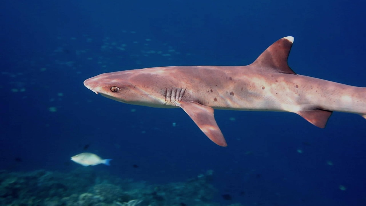 Hai ananea Diamonds Athuruga