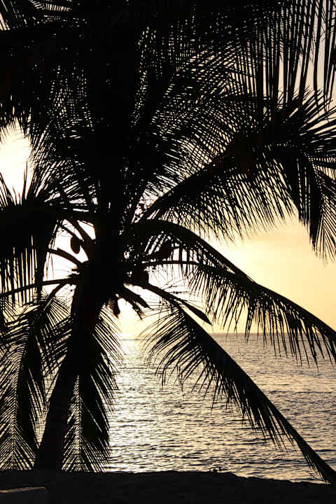 Palme vor Zimmer 212 Summer Island Maldives