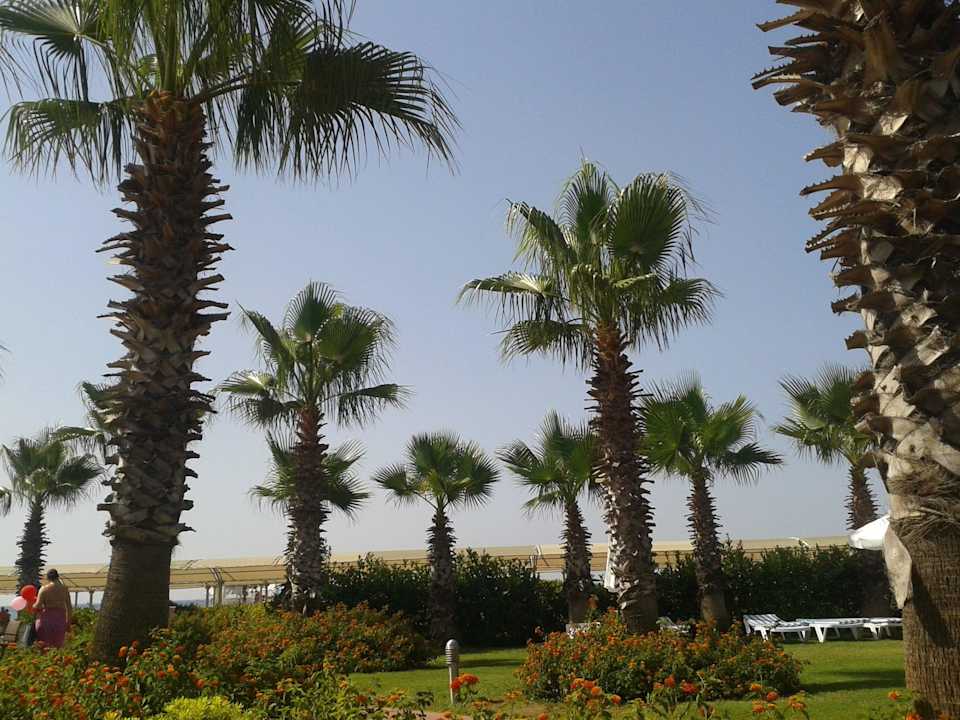 Blick von der Strandbar Saturn Palace Resort Hotel