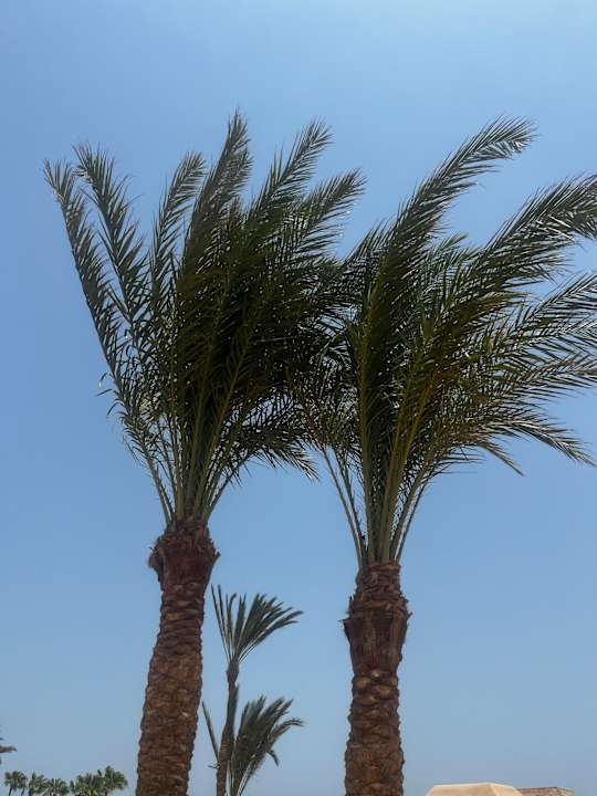 Gartenanlage Club Paradisio El Gouna, Red Sea