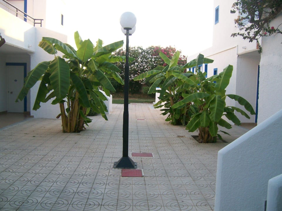 Bananenstauden  Hotel Tigaki's Star