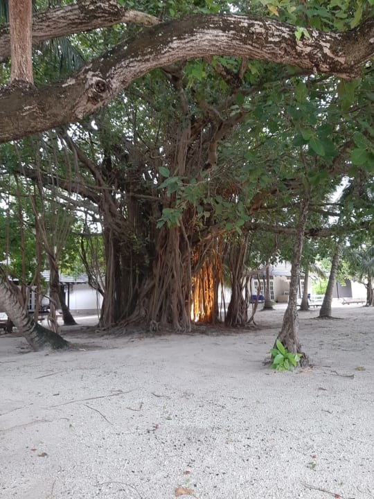 Gartenanlage Adaaran Select Meedhupparu Island Resort - Premium All Inclusive