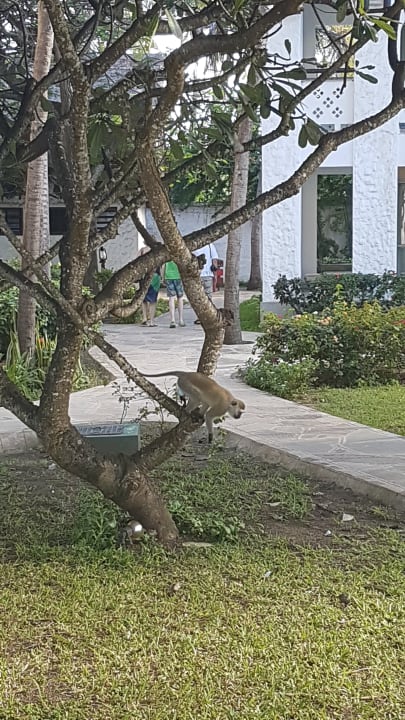 Gartenanlage Hotel Southern Palms Beach Resort