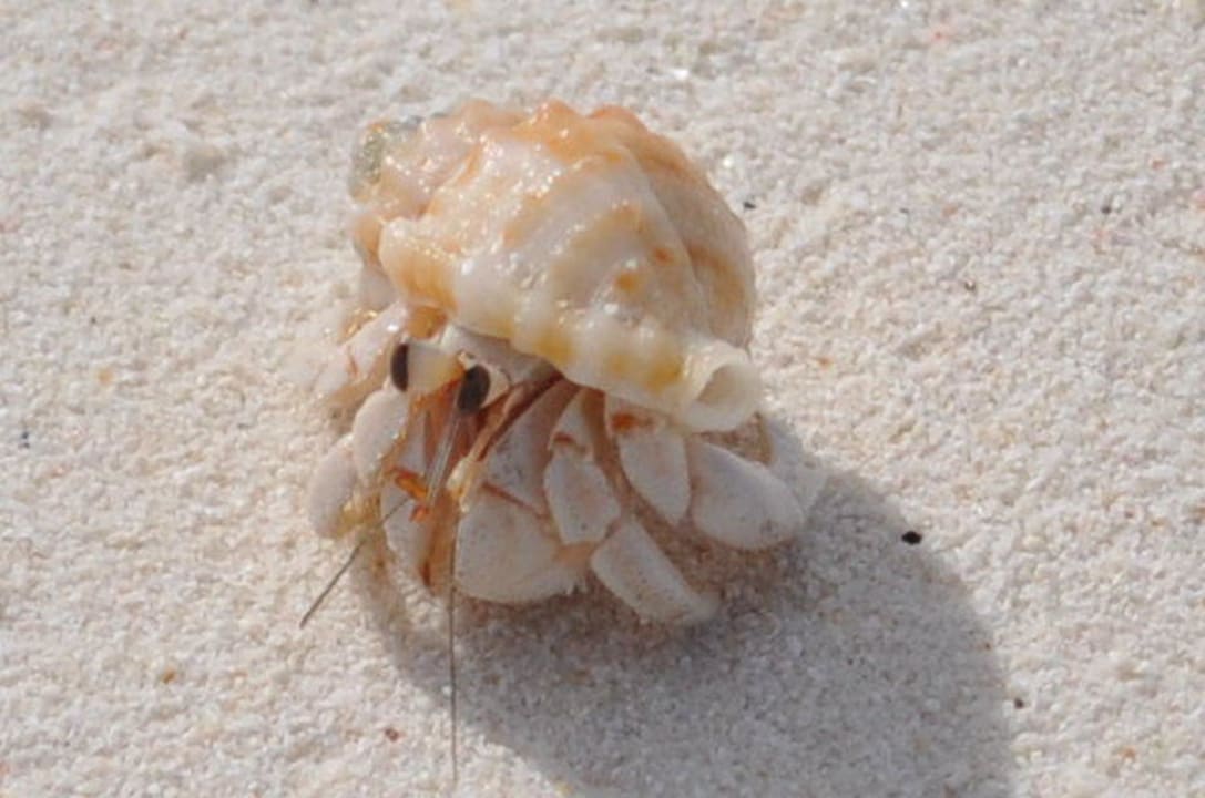 Weiterer Inselbewohner Adaaran Select Meedhupparu Island Resort - Premium All Inclusive