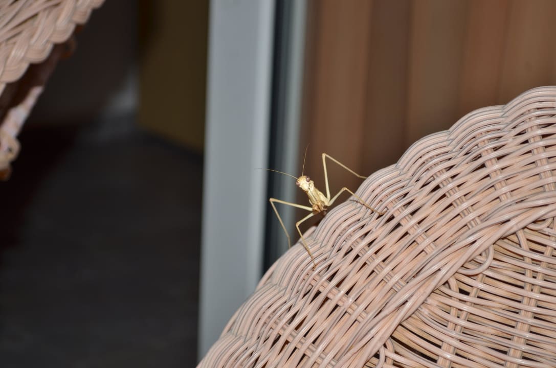 Besucher auf der Terrasse 2 Elounda Residence Resort & Waterpark