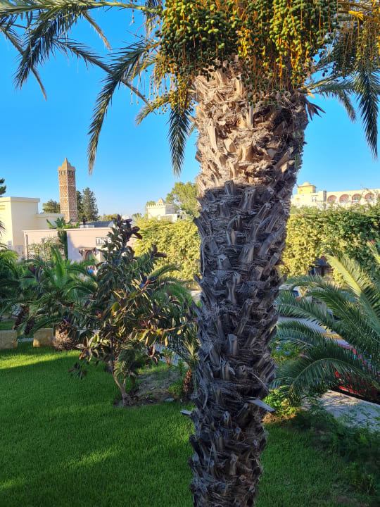 Gartenanlage Hotel Paradis Palace