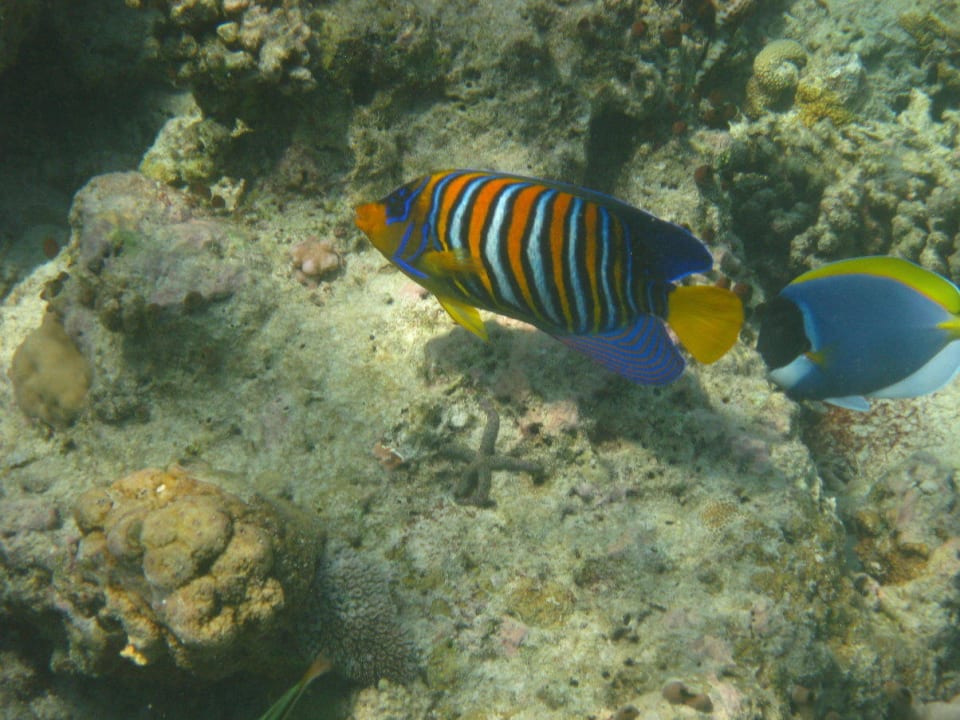 Unterwasserwelt am Hausriff NH Collection Maldives Reethi Resort