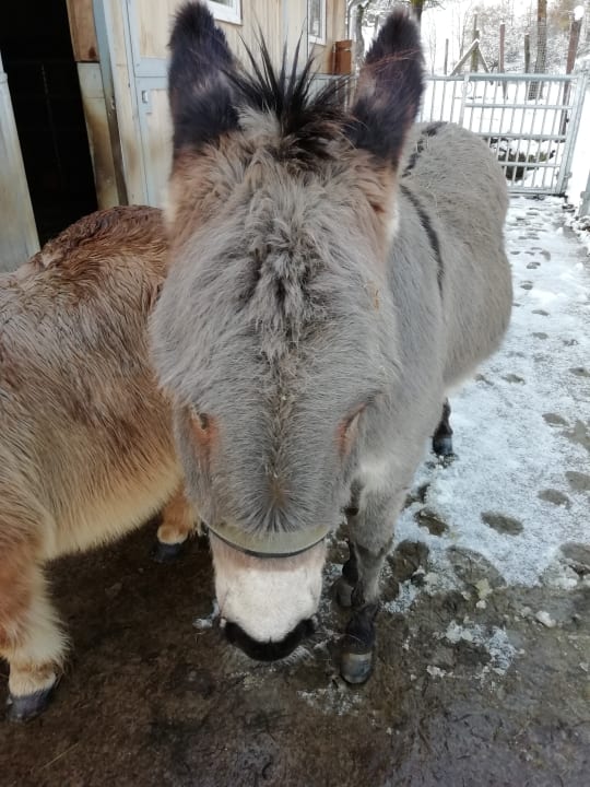 Sonstiges Bauernhof Bernhardenhof