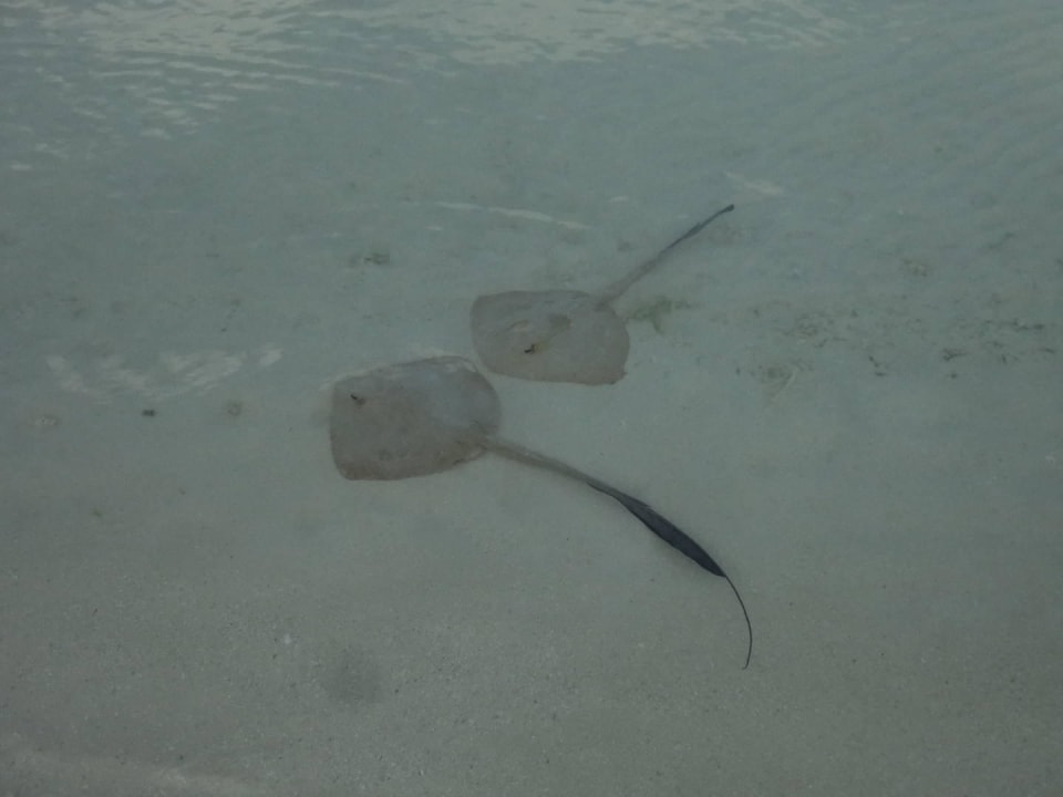 Lagune O-Resort Kuredu Island Resort & Spa