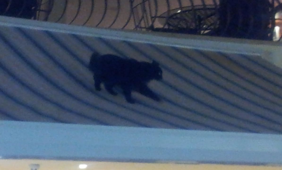 Auch im Speisesaal... Katzen SBH Hotel Royal Monica