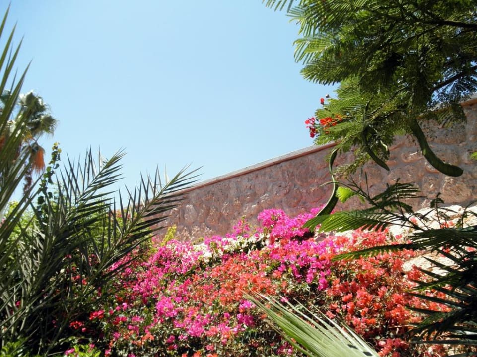 Райские сады Цитадели Pickalbatros Citadel Resort