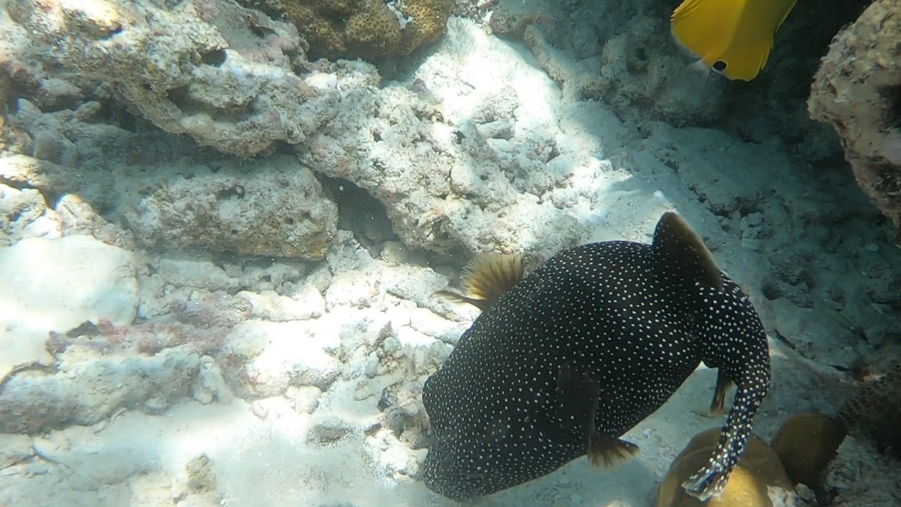 Sport & Freizeit NH Collection Maldives Reethi Resort