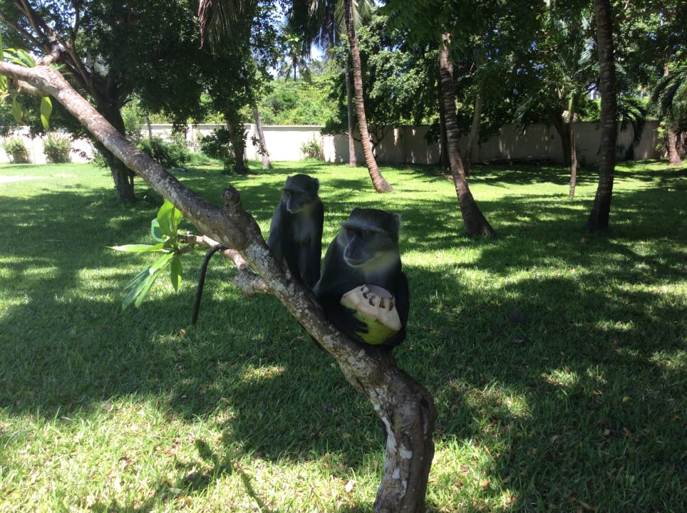 Gartenanlage Neptune Paradise Beach Resort & Spa