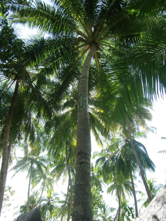 Wunderbar bewachsen Sun Siyam Vilu Reef