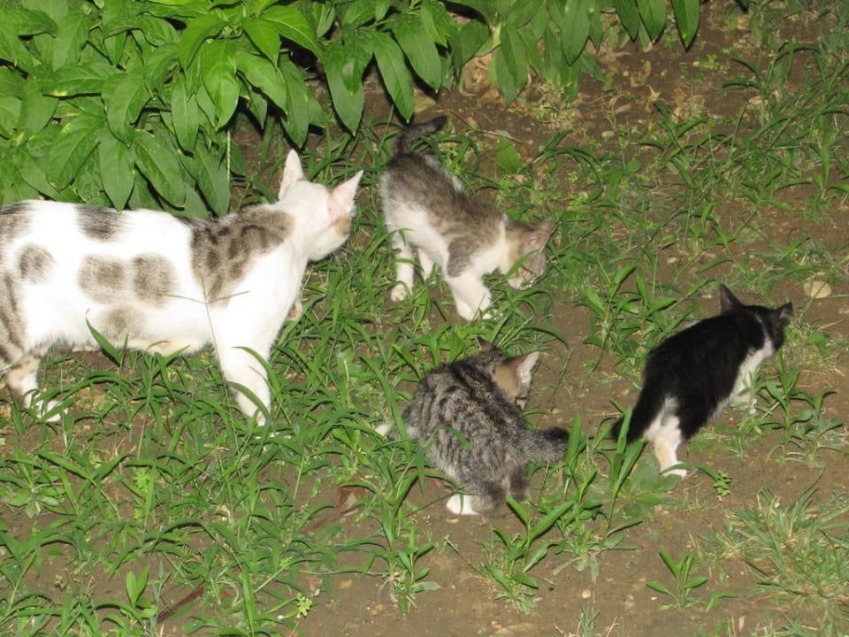 Katzen Club Grand Aqua