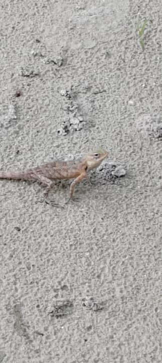 Strand Kuredu Island Resort & Spa