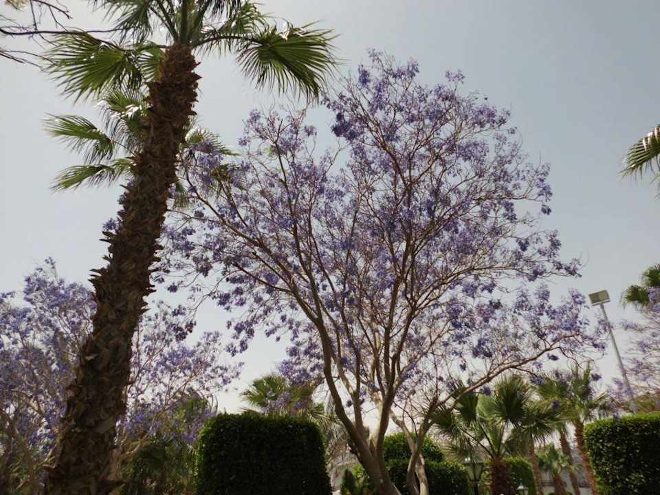 Gartenanlage  The Grand Hotel Hurghada