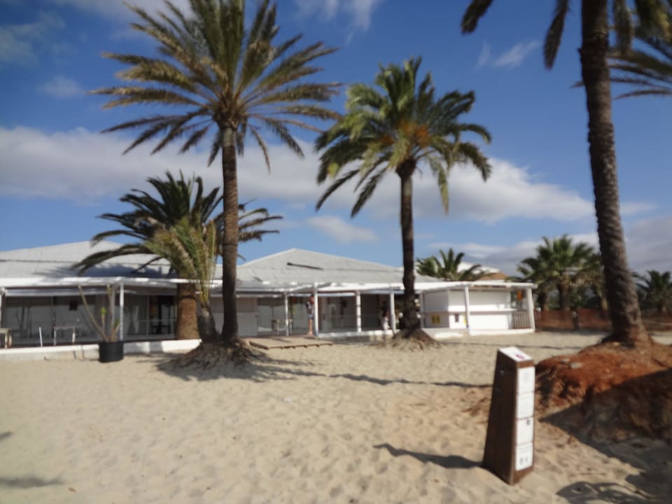 Palmen am Strand FERGUS Style Bahamas