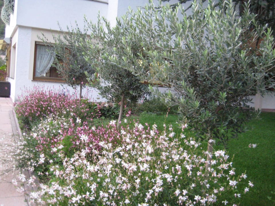 Olivenbäume Hotel Garni Sylvanerhof