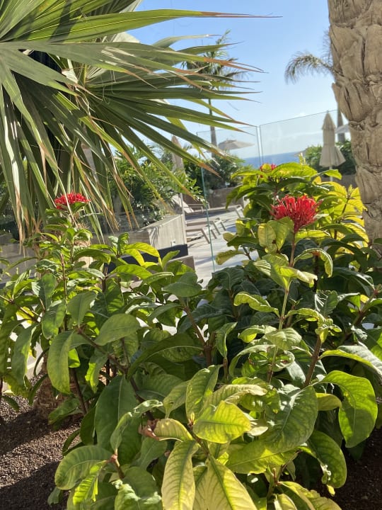 Gartenanlage Hotel Riu Palace Jandia