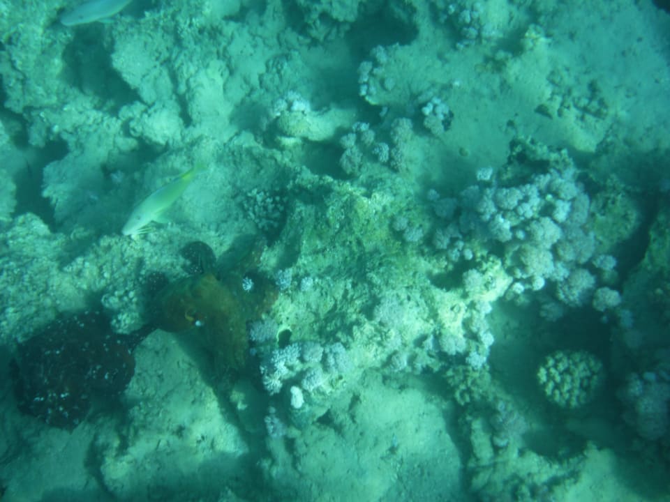 Kraken 2 Cleopatra Luxury Resort Makadi Bay