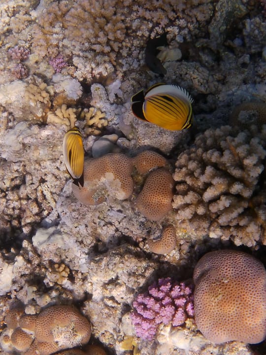 Sport & Freizeit Marina Resort Port Ghalib, a member of Radisson Individuals