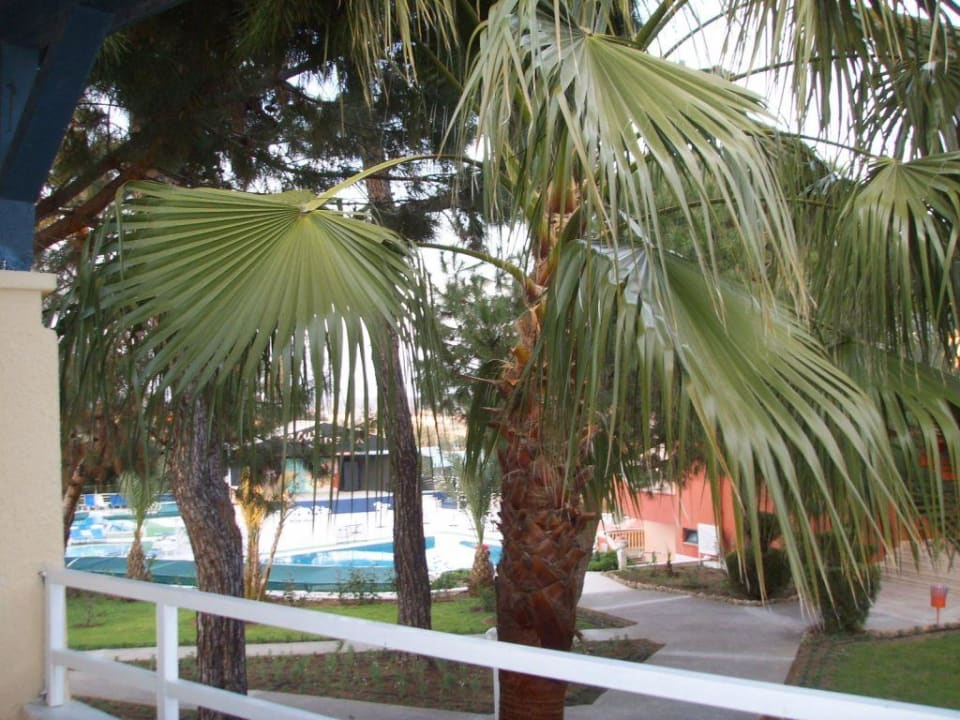 Blick aus dem Fenster Club Sidelya Hotel