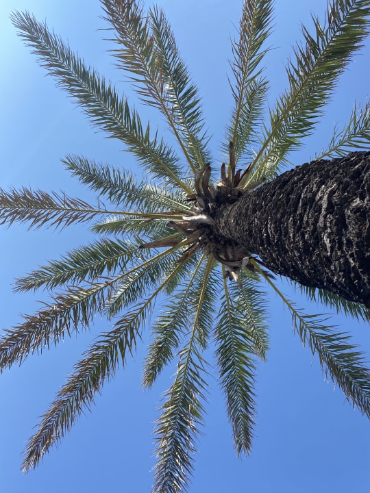 Gartenanlage Belconti Resort Hotel