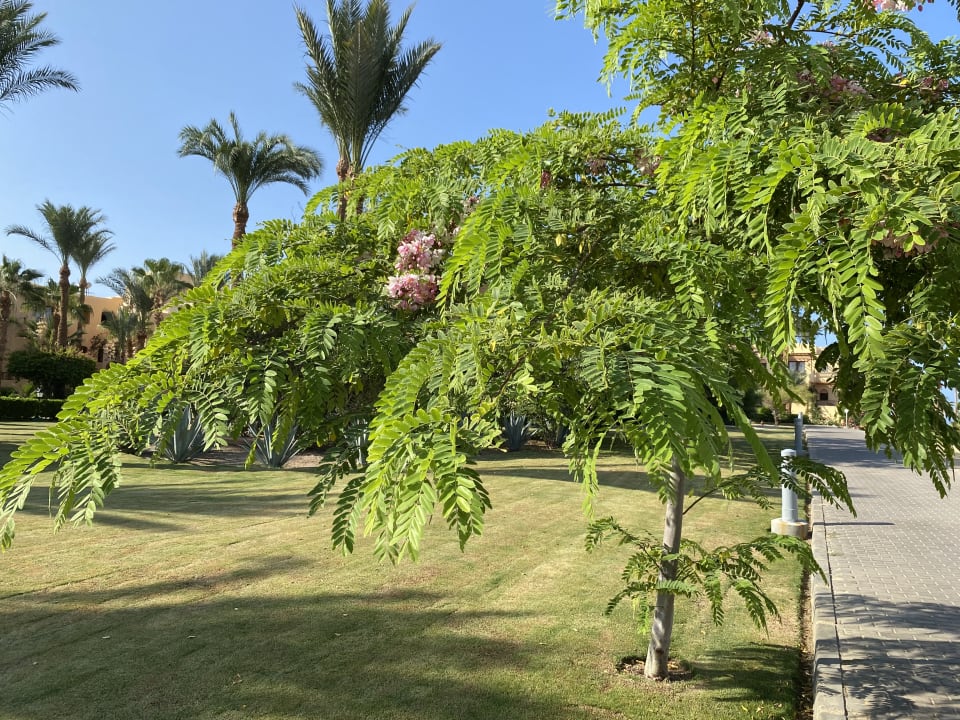 Gartenanlage Steigenberger Coraya Beach - Adults only