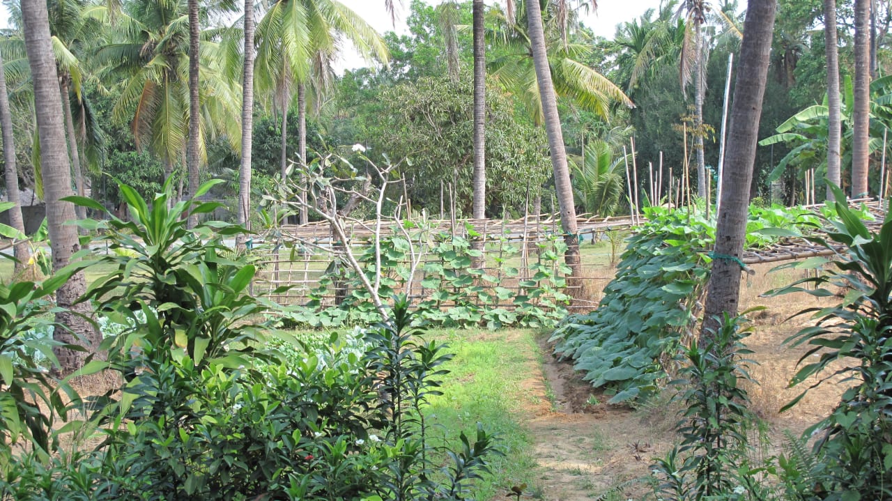 Kleiner Garten hinter dem Massagecenter Hotel Aureum Palace Resort