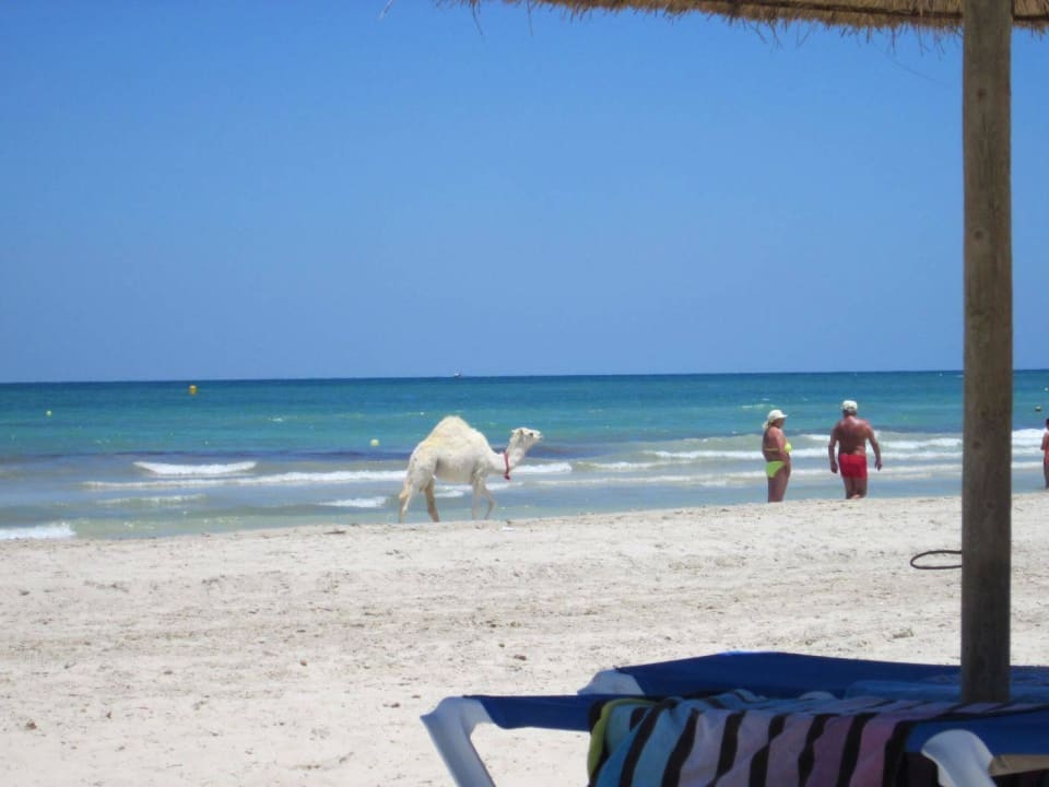 Verirrtes Babykamel? Iberostar Waves Mehari Djerba