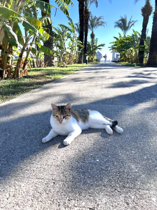 Sport & Freizeit IC Hotels Green Palace