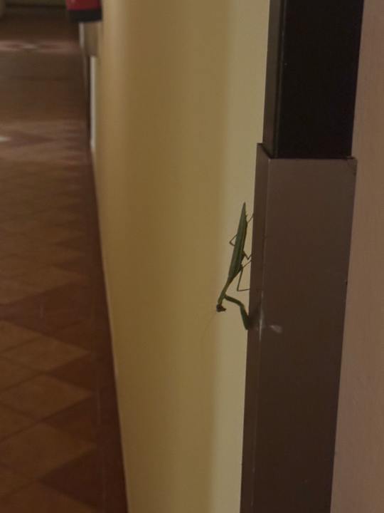 Sonstiges Hotel Riu Cabo Verde