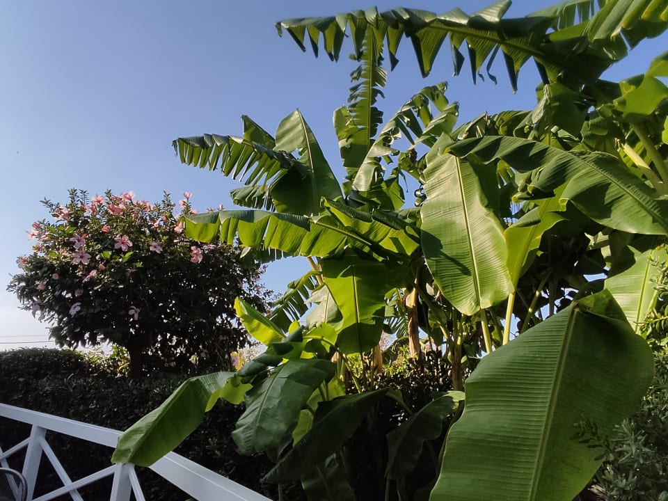 Gartenanlage Hotel Marinella