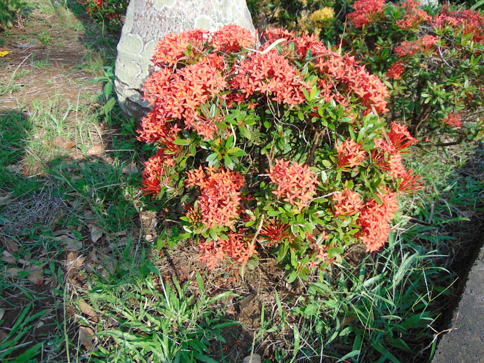 Gartenanlage Sofitel Malabo Sipopo Le Golf