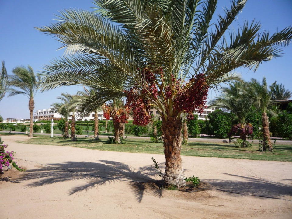 Blick auf Strandpromenade Fort Arabesque Resort, Spa & Villas