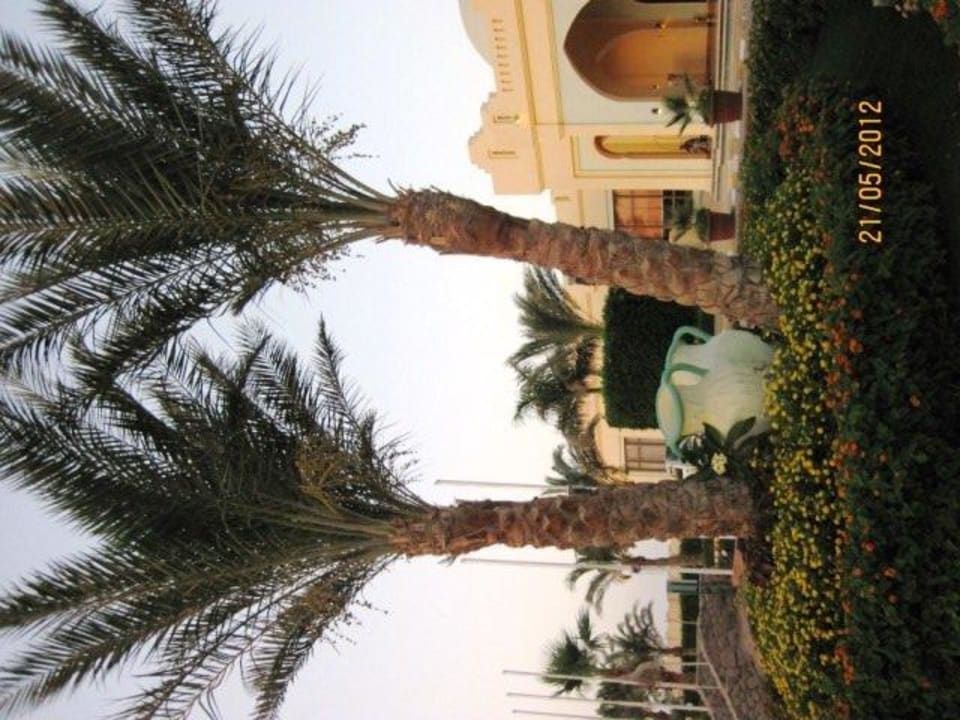 Palmen vorm Sea Club Charmillion Gardens Aquapark